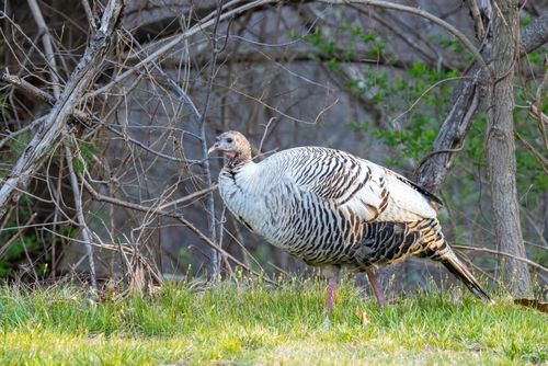 Free A wild turkey stands in a forest setting in Southborough, Massachusetts. Stock Photo