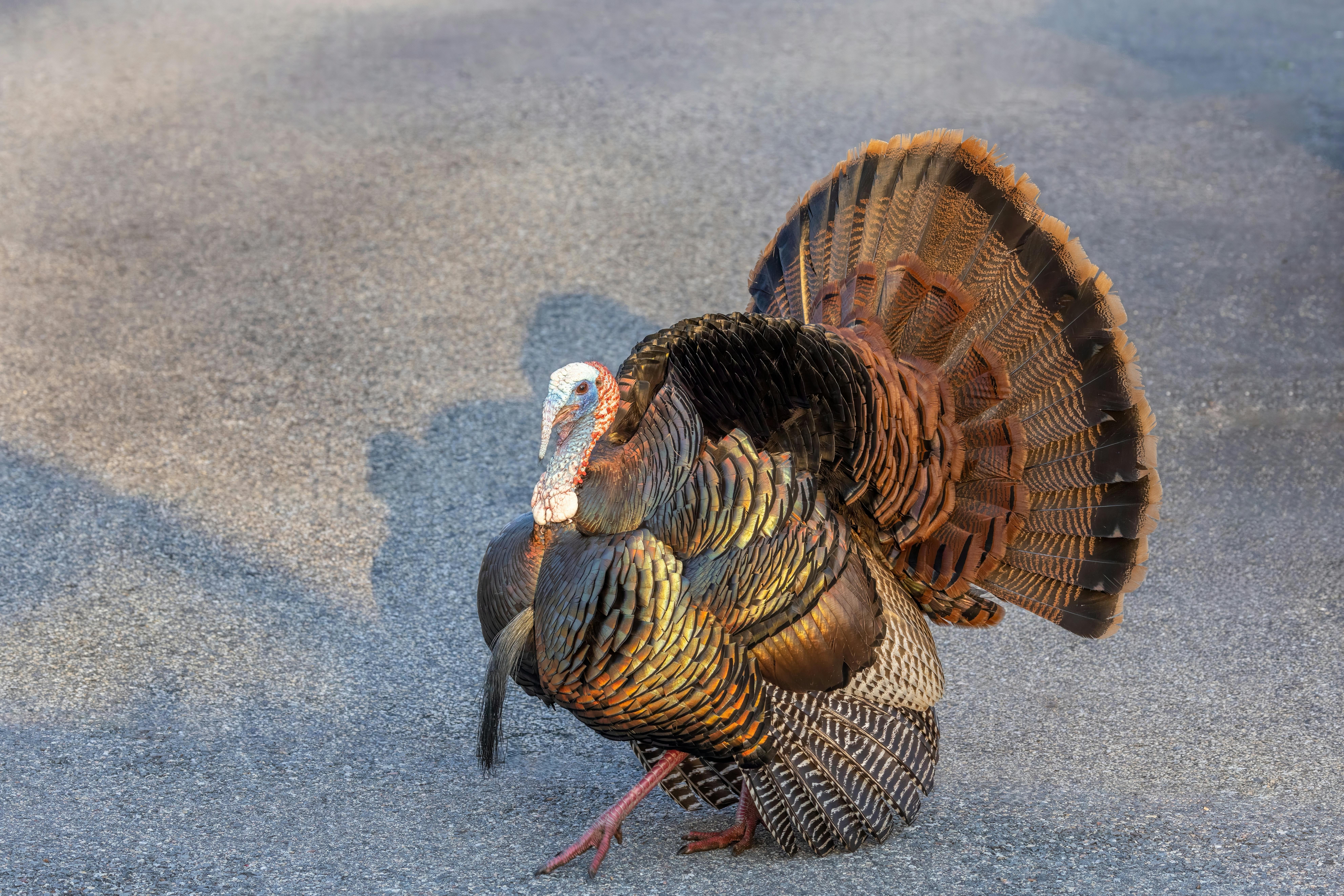A Turkey ‘Vest’ for the Minimalist Hunter: Outdoor Vision Gear Turkey Pro II Review — Photo by Mohan Nannapaneni on Pexels
