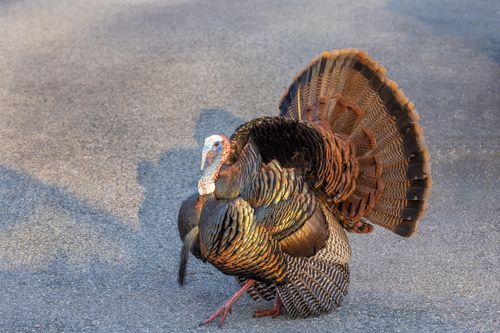 Free A vibrant wild turkey displaying its feathers on an asphalt road in Southborough, MA. Stock Photo