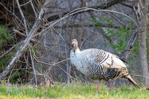 Turkey Among Tree Branches 