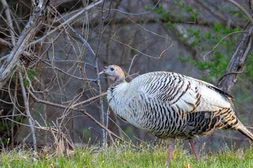 Turkey Among Tree Branches 