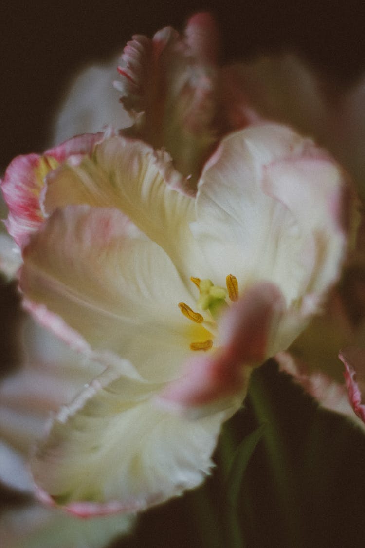 Close Up Of White Flower