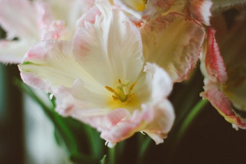 微妙, 特写, 綻放的花朵 的 免费素材图片