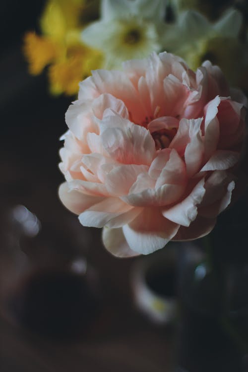Kostnadsfri bild av blomma, högvinkelvy, kronblad