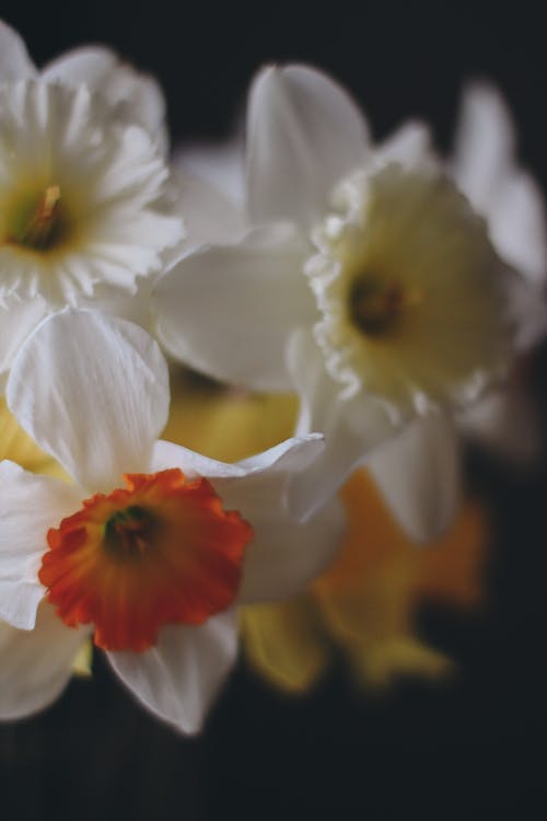 Close up of Flowers Petals