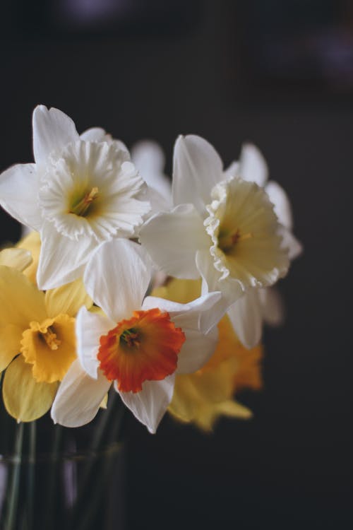 Close up of White Flowers