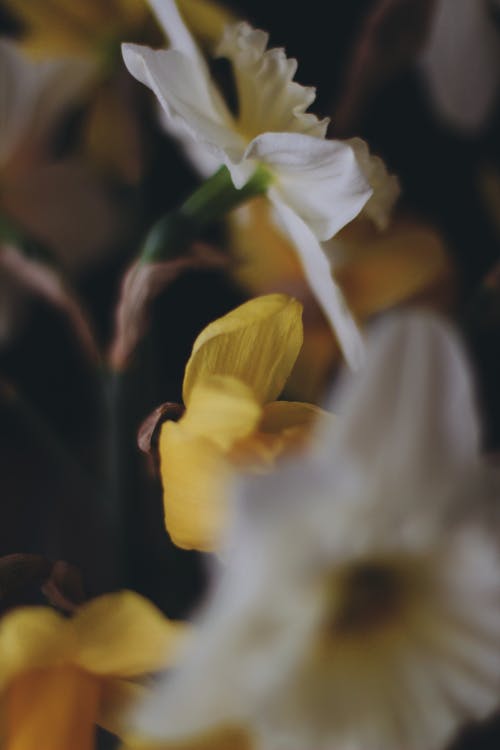 Foto d'estoc gratuïta de estam, flors, narcisos