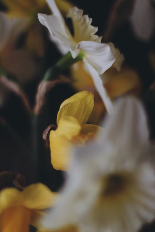 Close-up of Flowers 