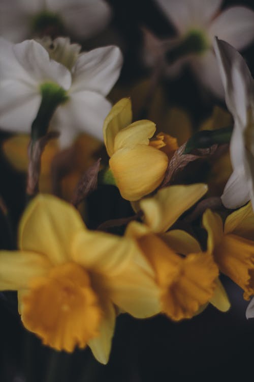 Close up of Yellow Flowers