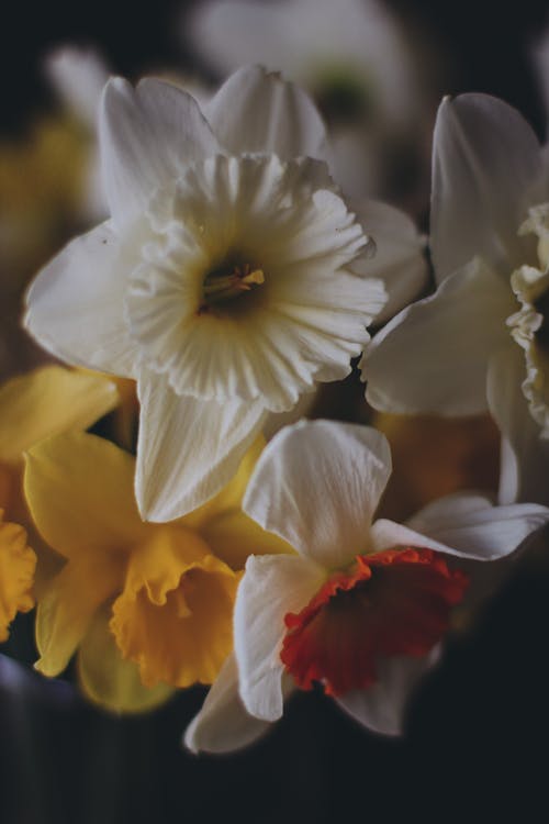 bahar, beyaz, bitkiler içeren Ücretsiz stok fotoğraf