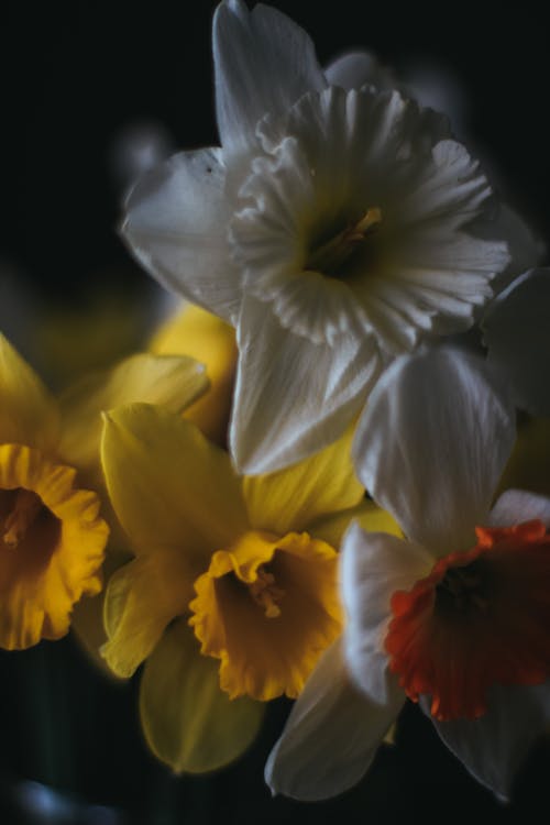 Daffodils in Close Up
