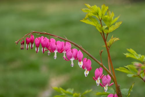 Pink Flowers on a Plant 