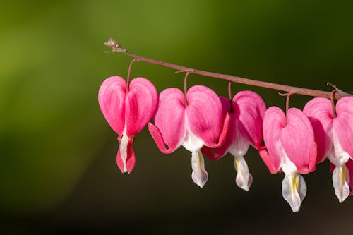 Pink Petals on a Plant 