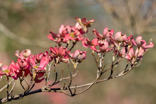 Free stock photo of blossom, dogwood, flowers