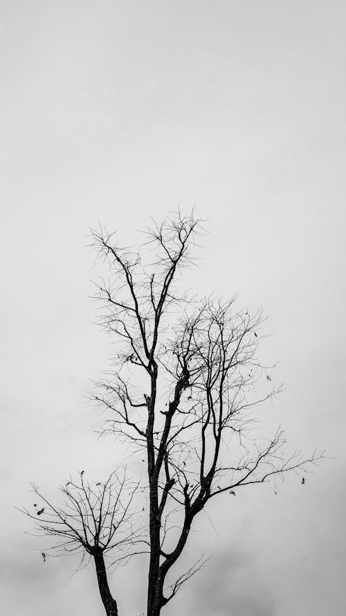 Tree with Barren Branches