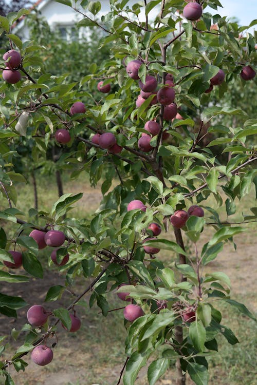 Gratis lagerfoto af abrikoser, æble, æbler