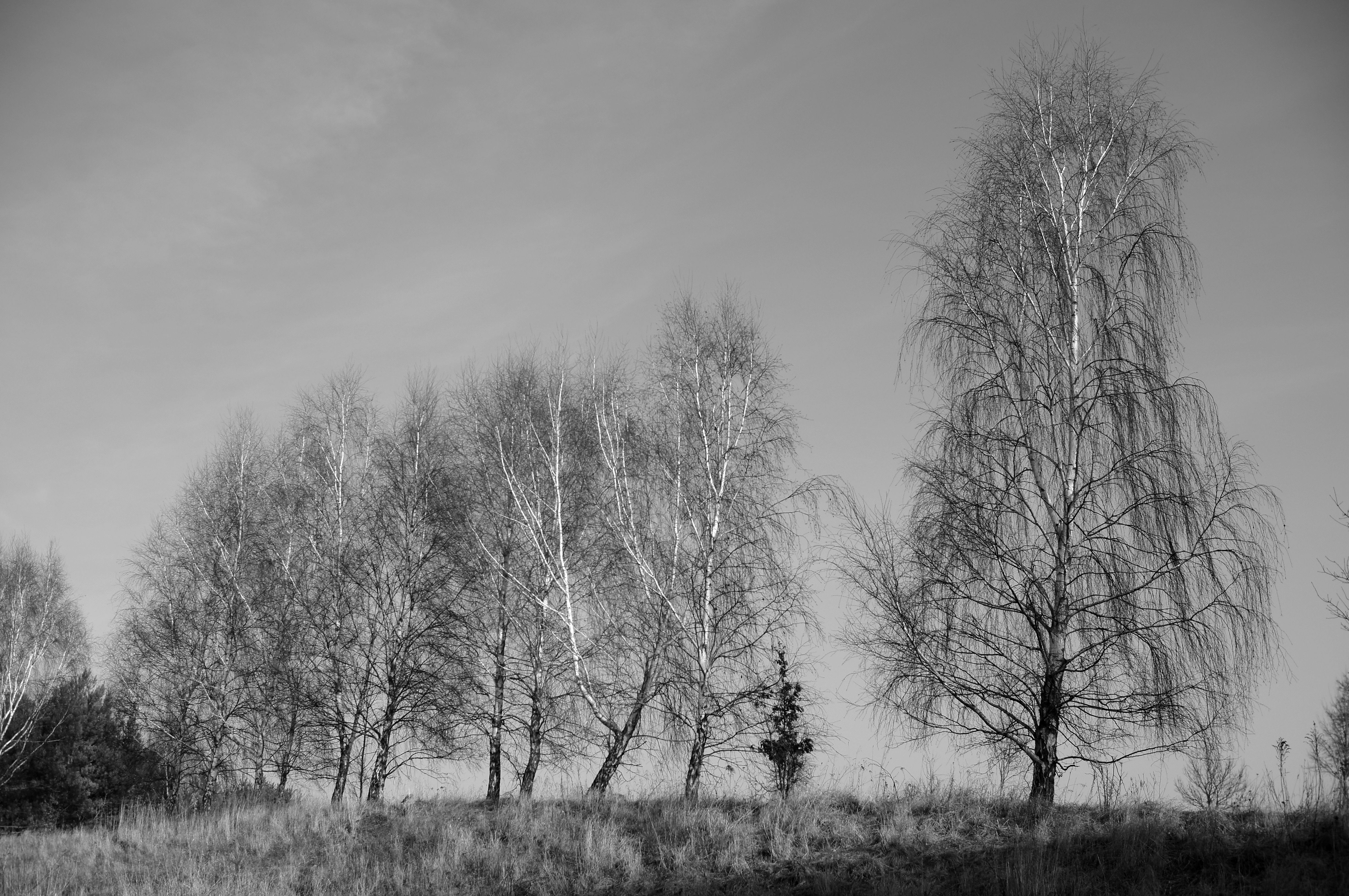 Black and white photo of trees on a hill · Free Stock Photo
