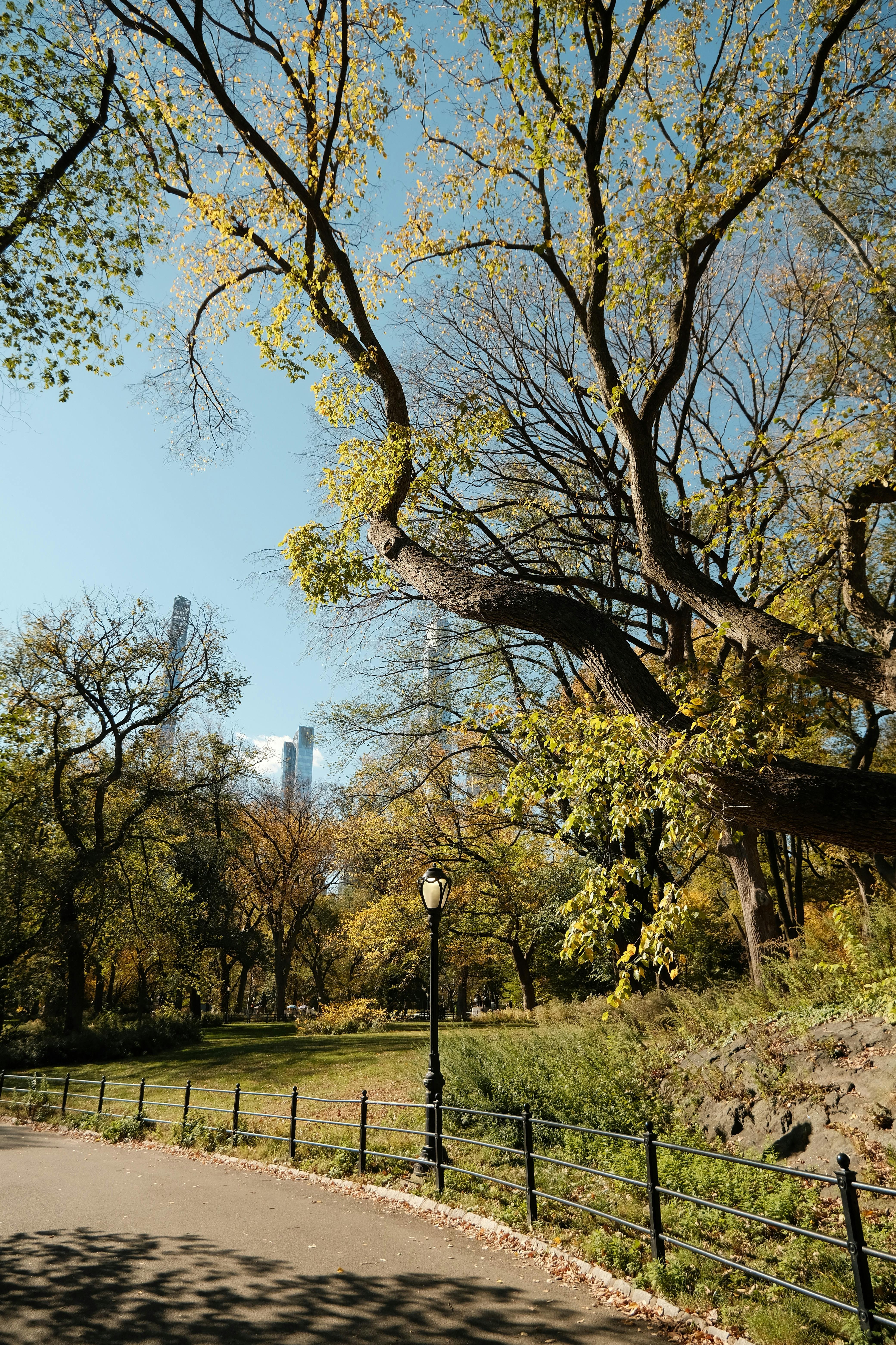 Beautiful autumn pathway in Central Park with New York skyline in the background.