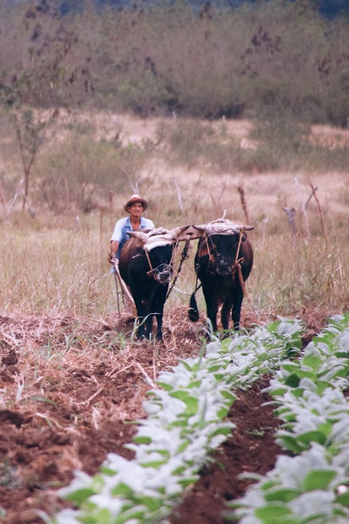 Photos gratuites de agriculteur, agriculture, animaux