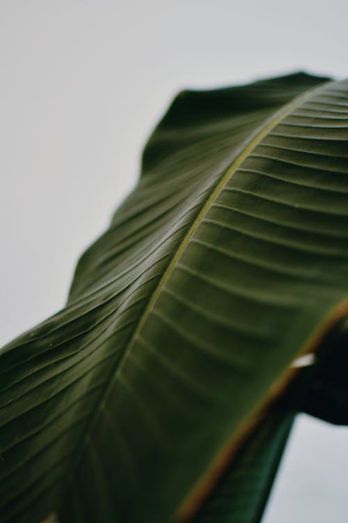 Close-up of Banana Leaf