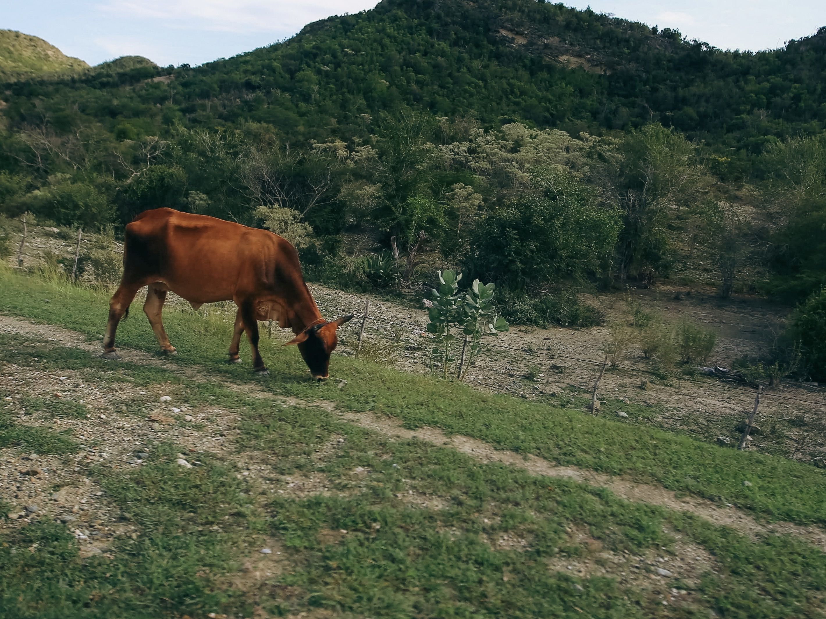 Vaca Pastando En El Pasto · Foto de stock gratuita