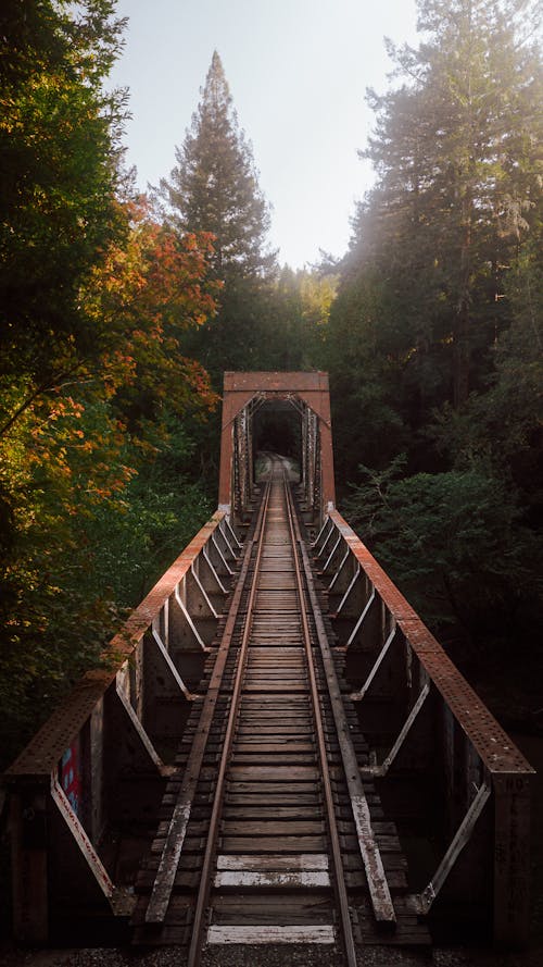 Foto profissional grátis de árvores, cenário, espaço