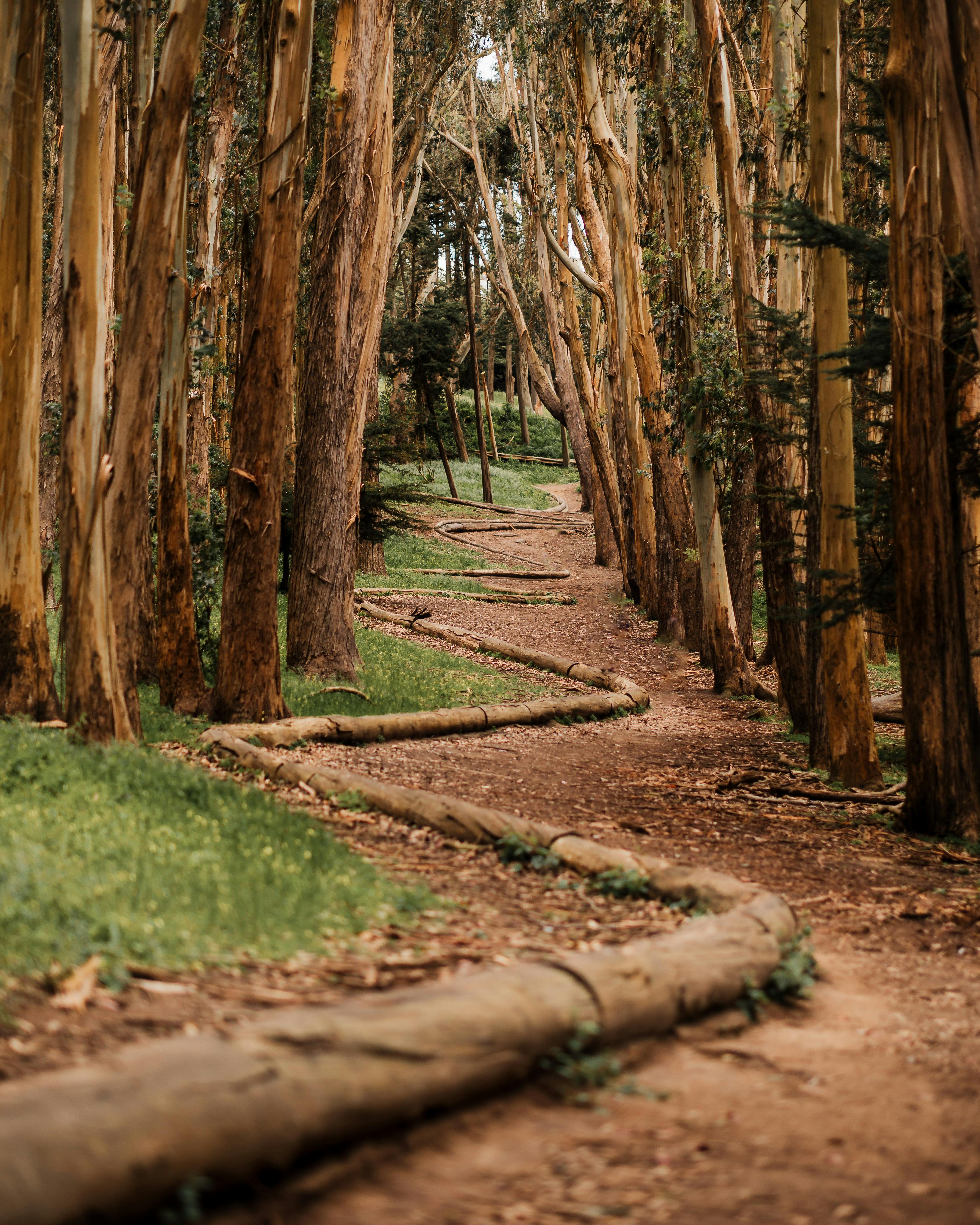 Serene walking path in a eucalyptus forest, ideal for nature walks and exploration.