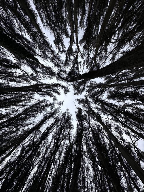 Free Transformative vertical shot of towering trees in a dense forest, exploring nature's grandeur. Stock Photo