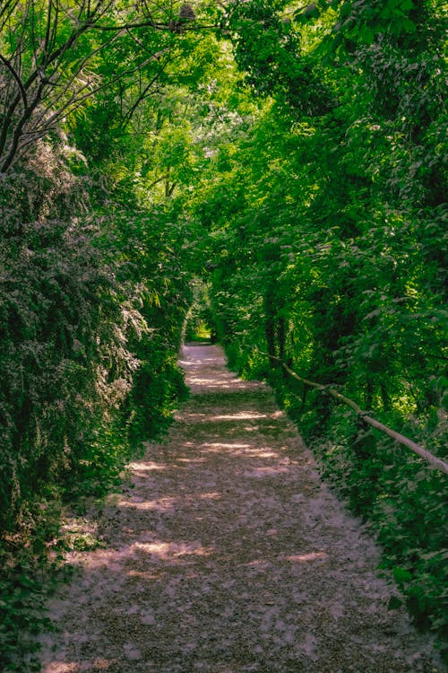 Footpath among Trees in Forest