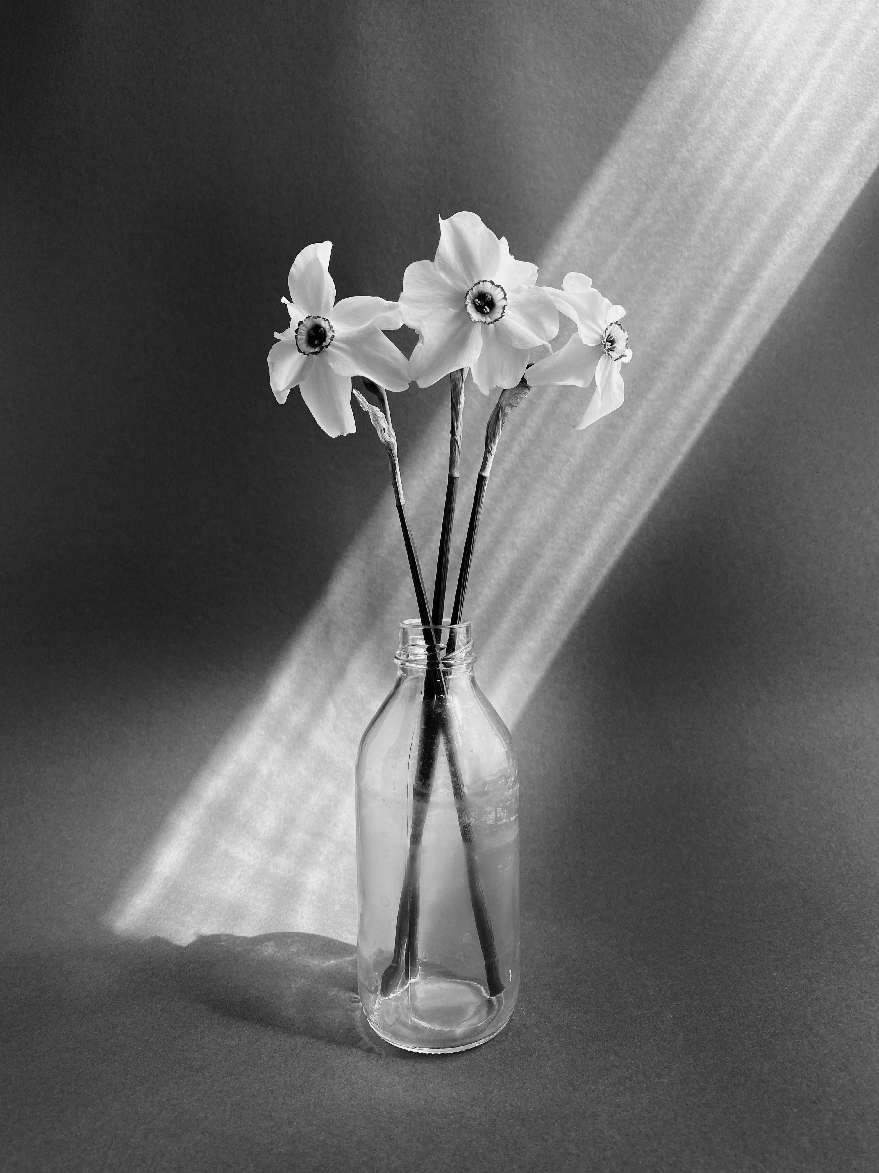 Graceful black and white image of flowers in a glass vase with dramatic lighting.