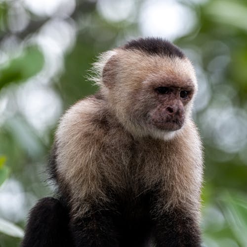 Ingyenes stockfotó emlős, majom témában