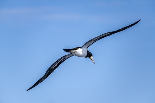 Ingyenes stockfotó madár, óceán témában