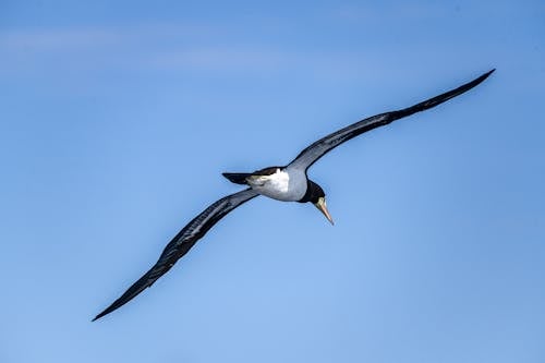 海洋, 鳥の無料の写真素材