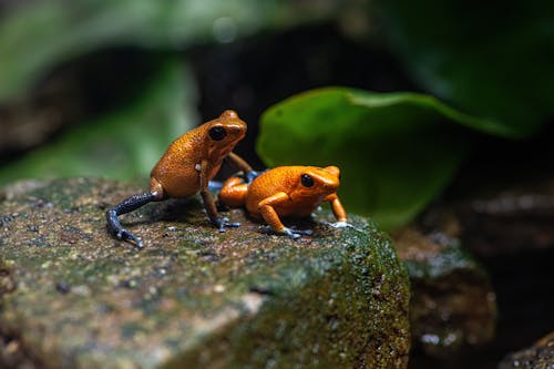 Toxic Orange Frogs on Rock