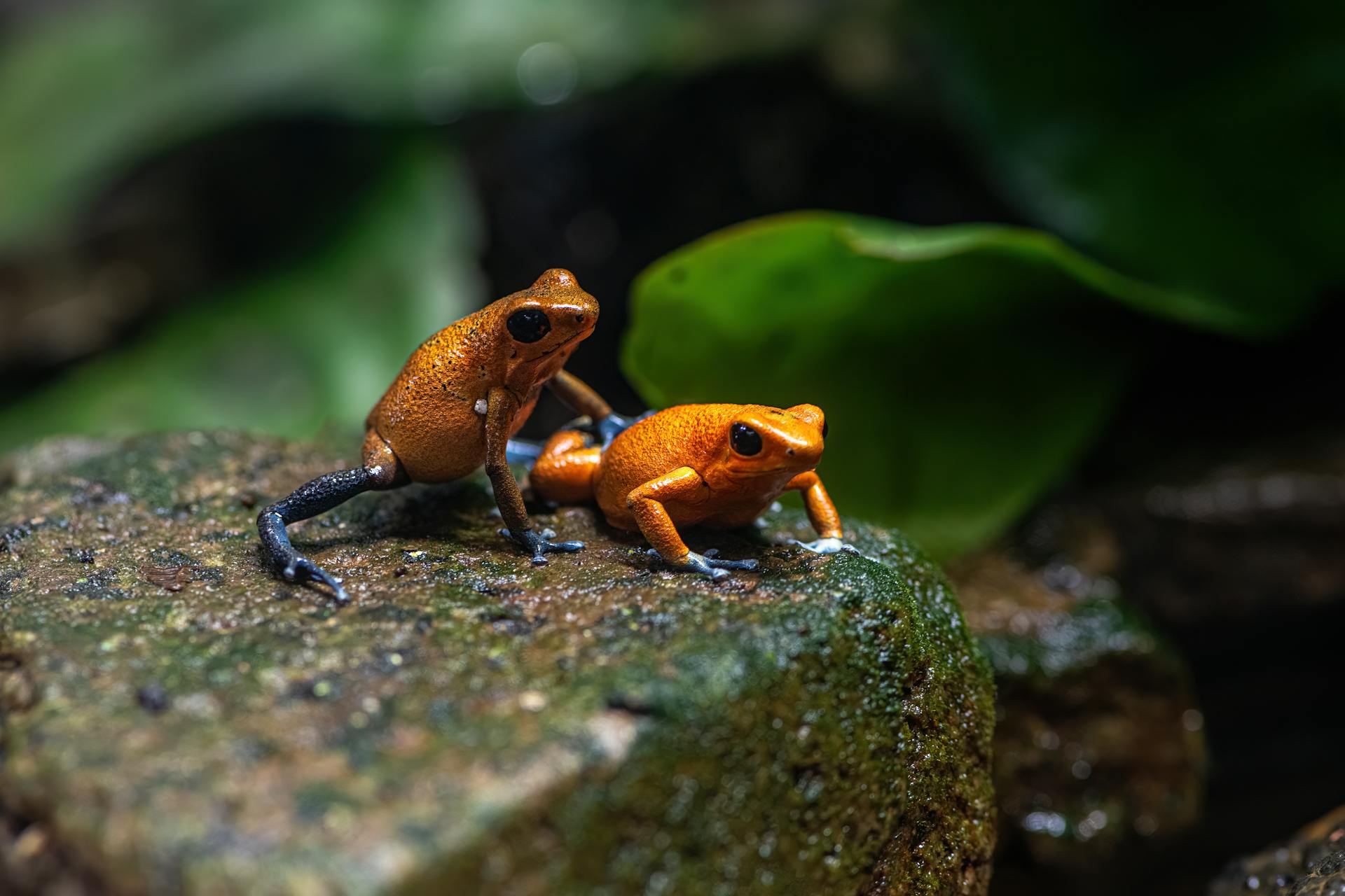 Toxic Orange Frogs on Rock