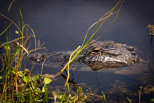 Kostenloses Stock Foto zu alligator, baden, fluss