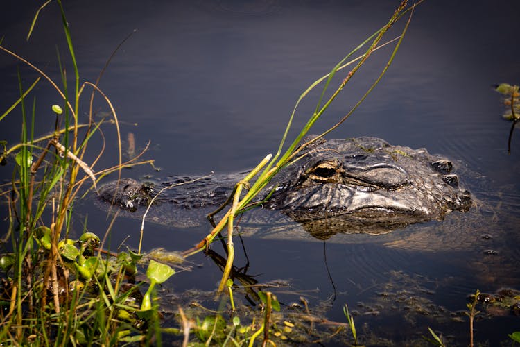 Alligator Swimming In A River