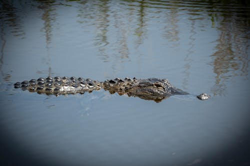 Foto stok gratis aligator, binatang, Buaya