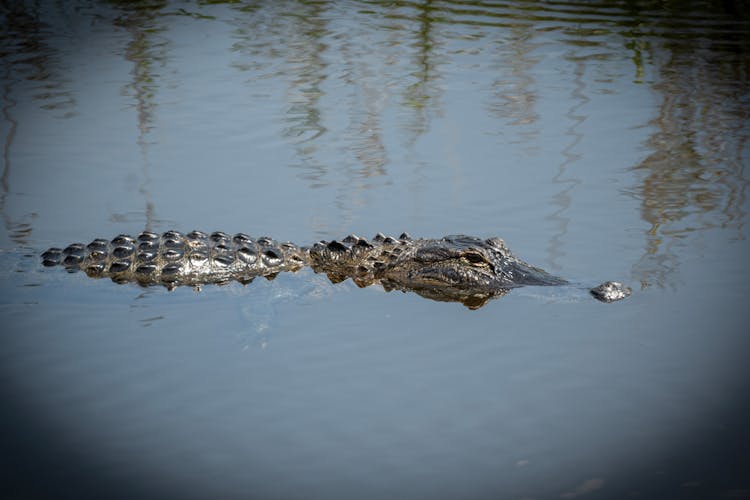 Alligator Swimming In A River