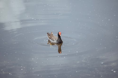 動物攝影, 水鴨, 池塘 的 免費圖庫相片