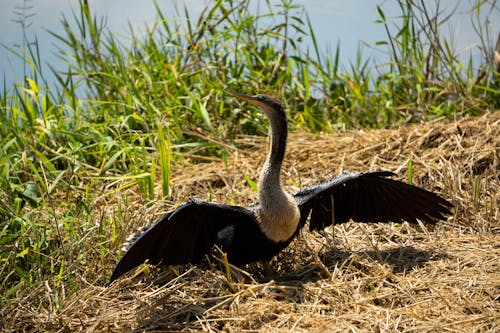 沼澤, 羽毛, 翅膀 的 免費圖庫相片