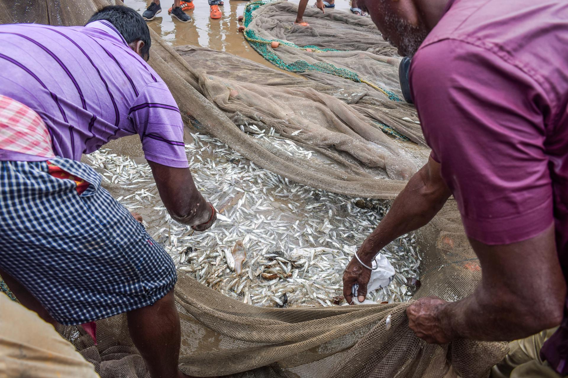 Fishermen sorting fresh fish from nets on a busy Digha coastline.