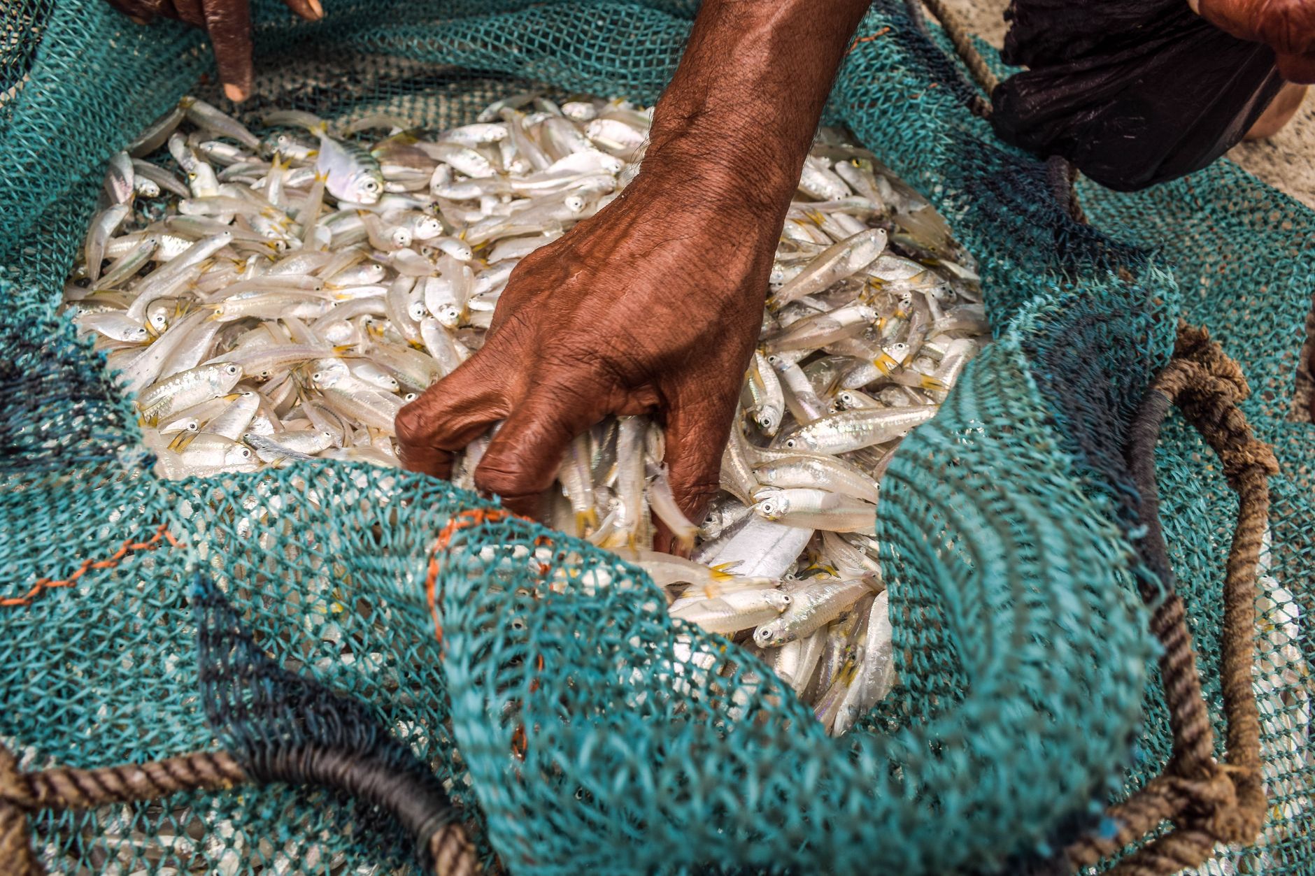 India Seeks 25 Years For Developing Nations For Reducing Fisheries Subsidies