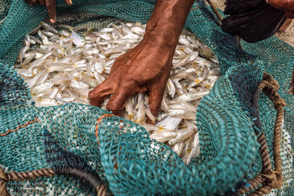 Diu Government of India Fisheries Schemes and Initiatives