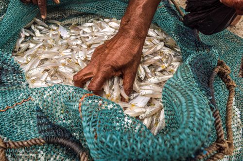 Free A fisherman examines a fresh catch in a net in Digha, India, showcasing traditional fishing practices. Stock Photo