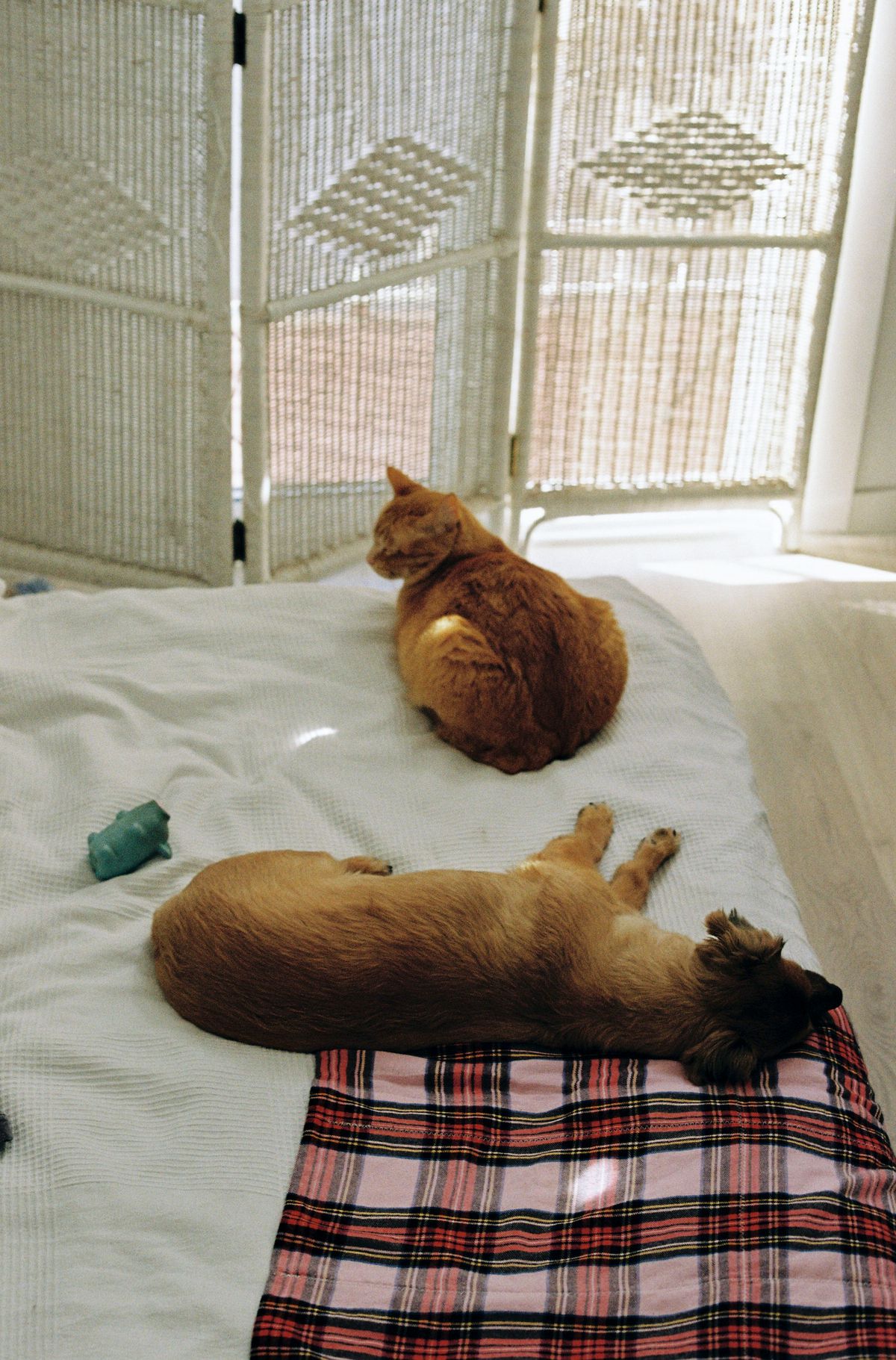 Cat and dog resting together on a bed