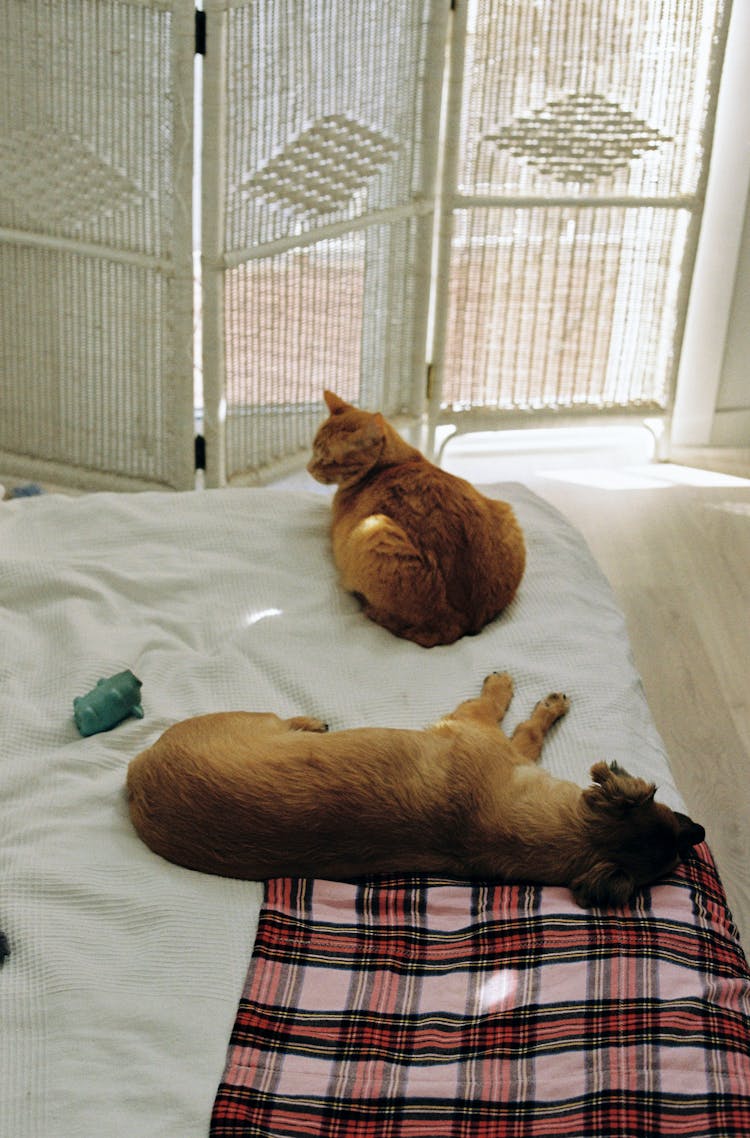 Cat And Dog On Bed