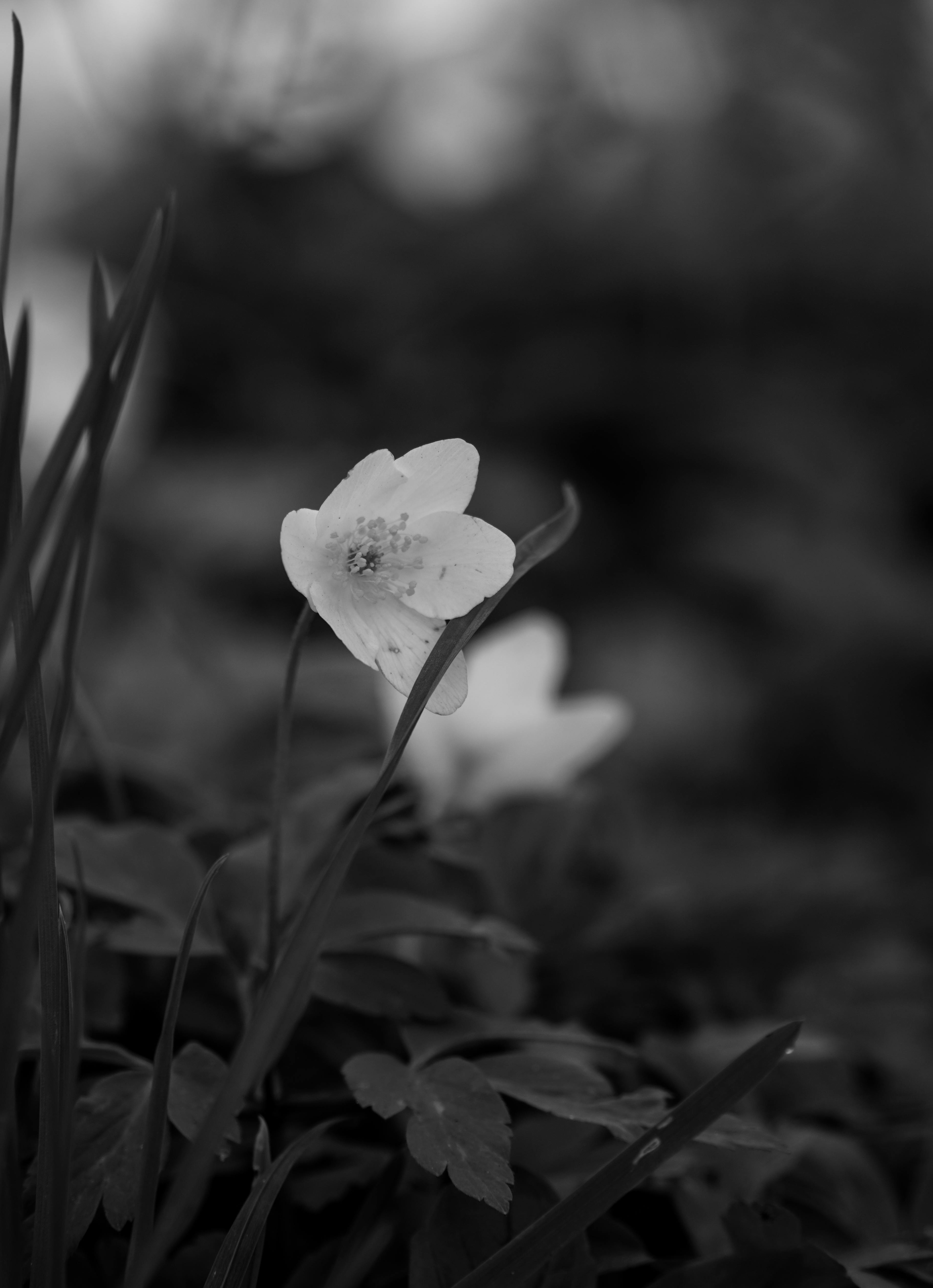 Delicate black and white close-up of a blooming flower showcasing its details.