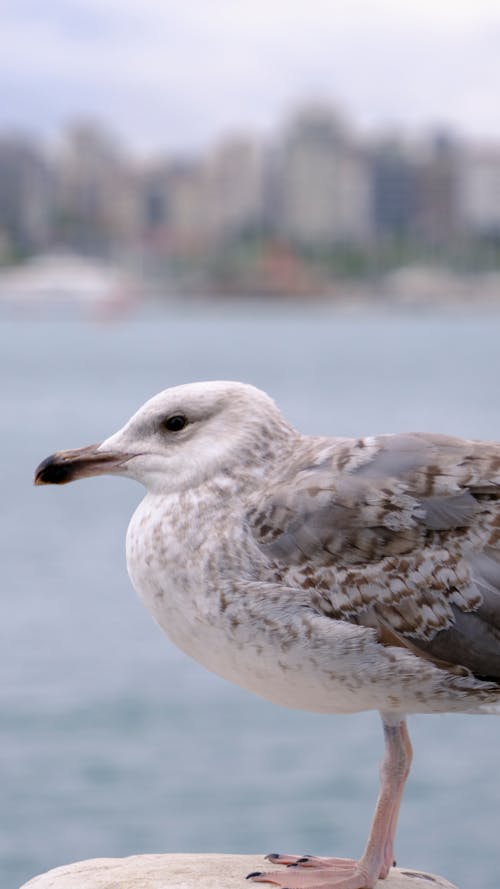 Immagine gratuita di animale, avvicinamento, gabbiano