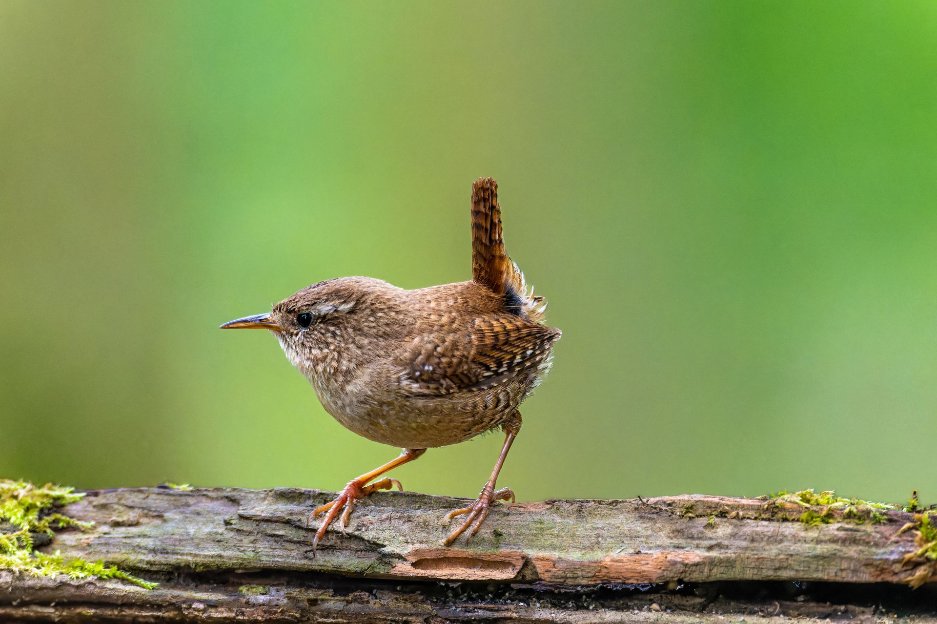 Detailed image of a small wren perched on a wooden log with green background.
